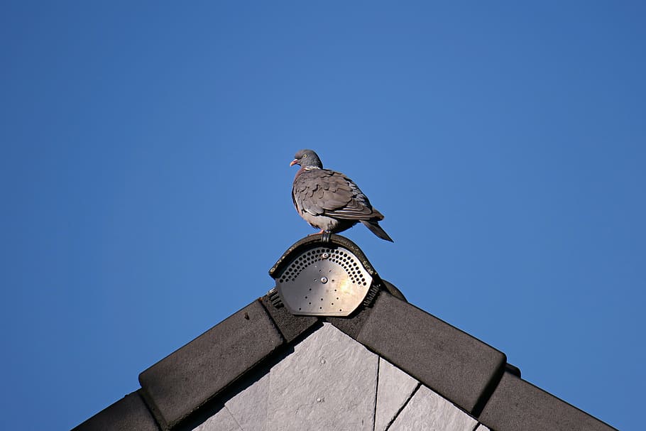 dove, ringdove, bird, roof, gable, view, animal, animal themes HD wallpaper