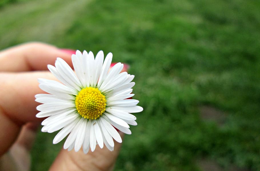 Flower, Daisy, Nature, Spring, Meadow, grass, decoration, green HD wallpaper