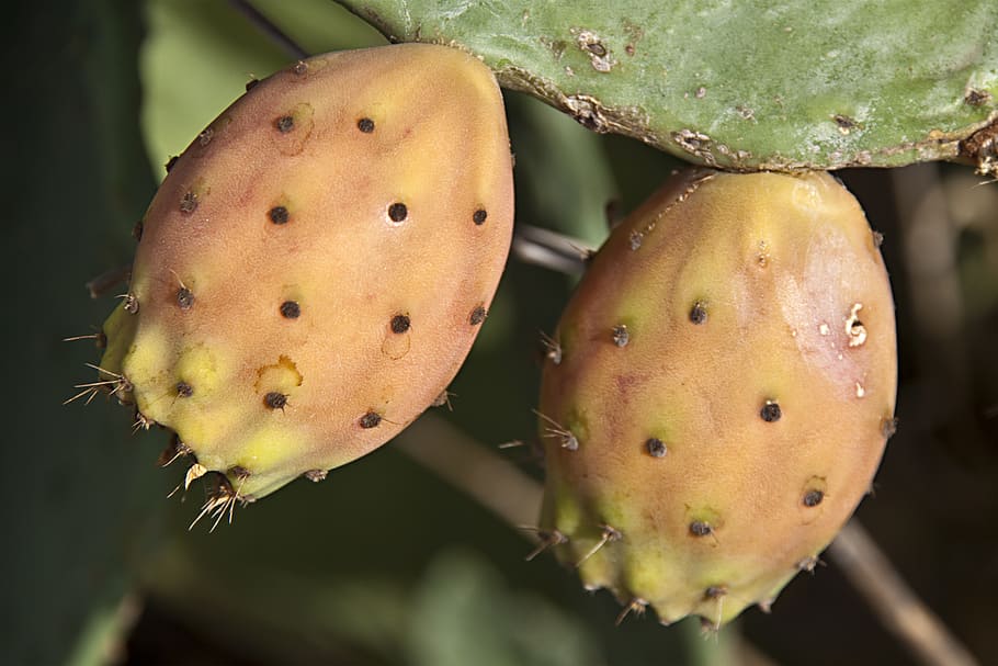 figs, wild figs, cactus figs, close, plant, fruit, close-up HD wallpaper
