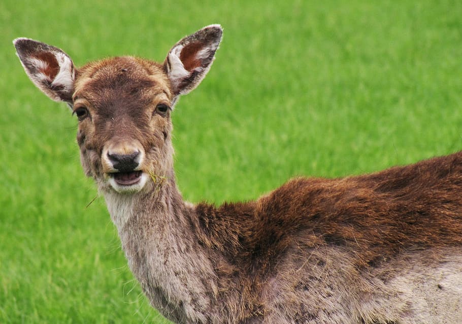 Roe Deer, Curious, Vigilant, interested, one animal, grass HD wallpaper