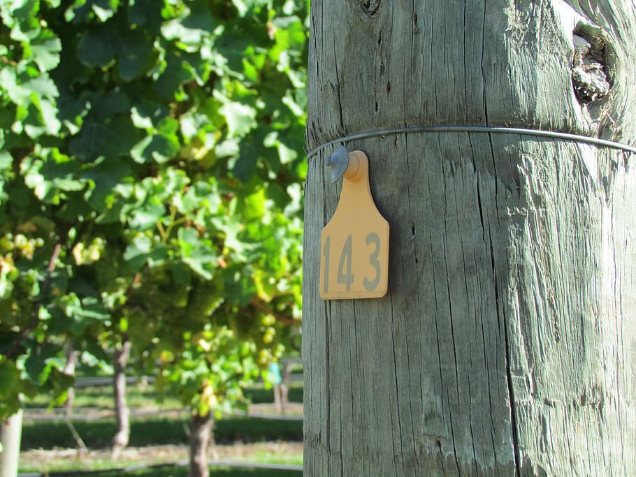 vineyard, post, number, wood - Material, sign, outdoors, communication HD wallpaper