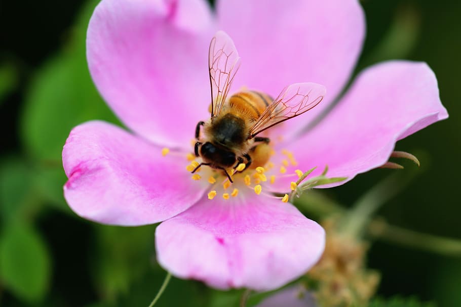 bee, flower, spring, nature, plant, insect, blossom, macro HD wallpaper
