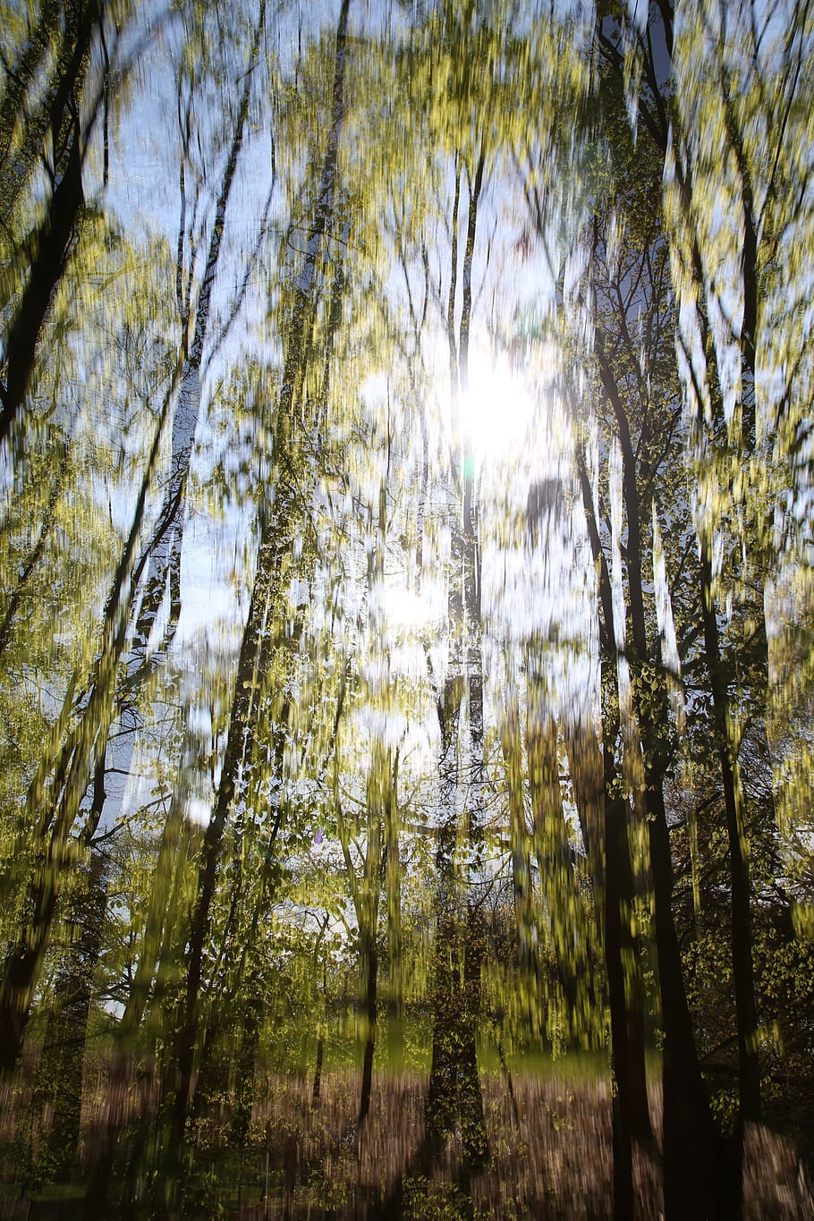 forest, glade, trees, nature, light, landscape, green, forest path HD wallpaper