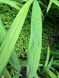 leaf, drip, green, dewdrop, glitter, green color, growth, plant HD wallpaper