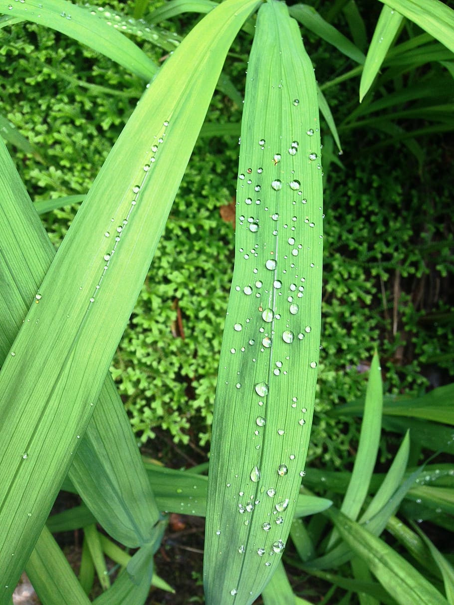 leaf, drip, green, dewdrop, glitter, green color, growth, plant HD wallpaper