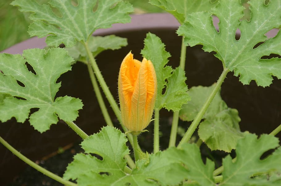 Zucchini, Blossom, Bloom, Vegetables, garden, orange, bio, flower HD wallpaper