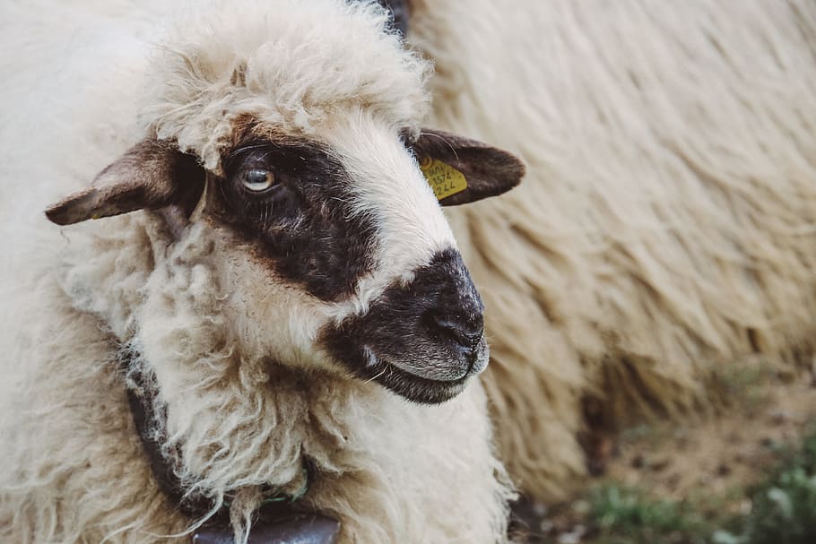 white sheep, beige goat, closeup, photo, wool, woolley, animal HD wallpaper