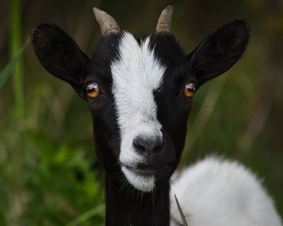 black and white goat, Look, Portrait, Head, animal, nature, mammal, HD wallpaper