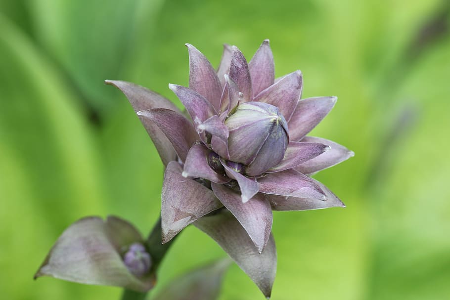 Plantain Lily, Hosta, Leaf, green, leaves, woodland, garden HD wallpaper