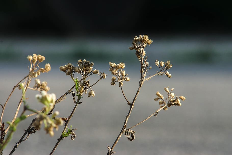 flower, green, grey, flora, blossom, bloom, macro, nature, tree HD wallpaper