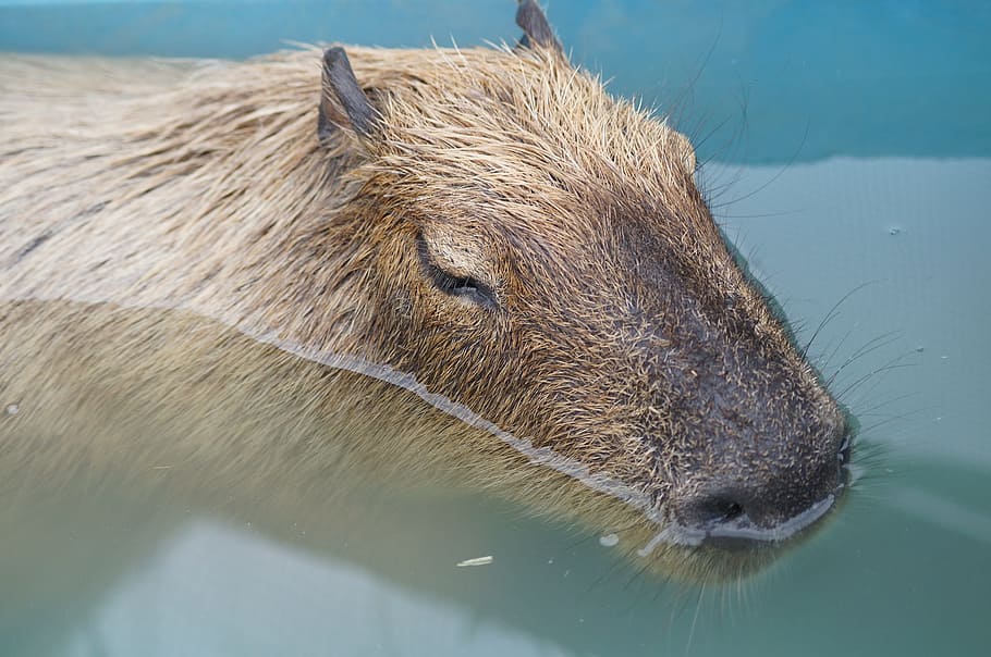 capybara, harvest hills, my, animal wildlife, animals in the wild, HD wallpaper