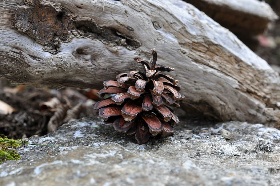 pine cones, tap, nature, macro, rock, rock - object, close-up HD wallpaper