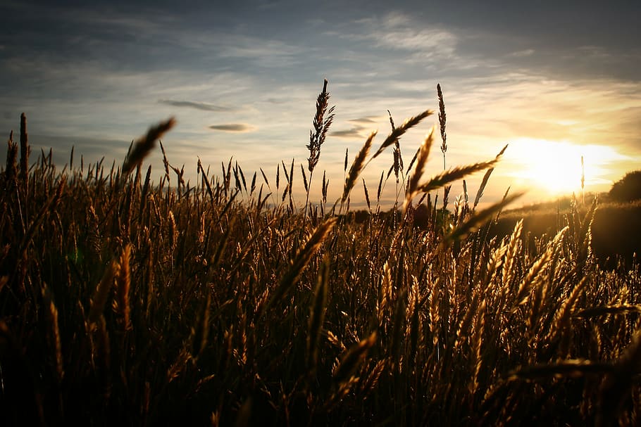 grain field, sky, sun, sunrise, sunset, wheat, growth, nature HD wallpaper