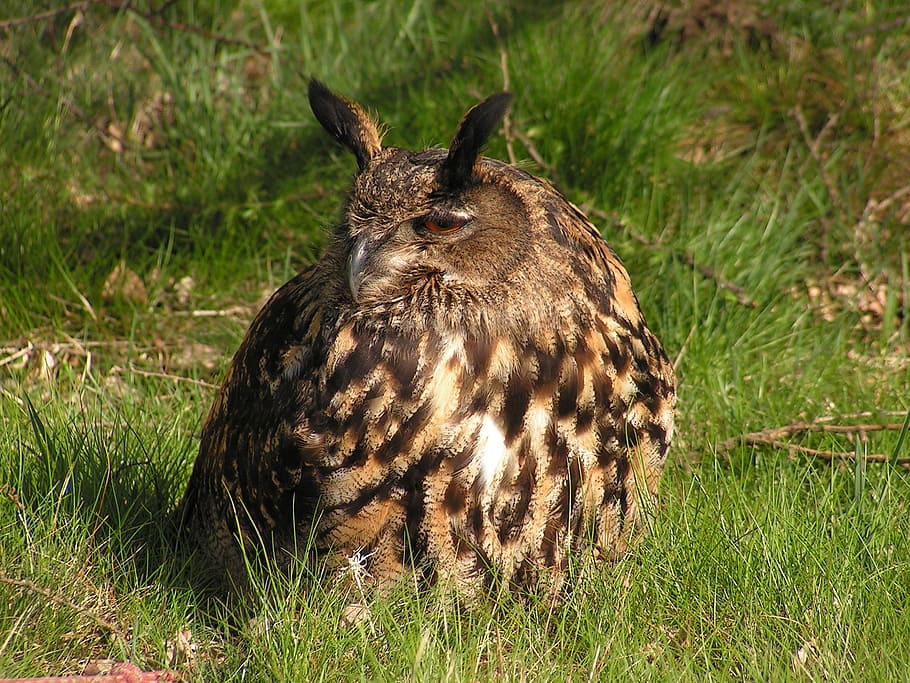 eagle, bubo bubo, owl, large, sitting, grass, one animal, animal wildlife HD wallpaper