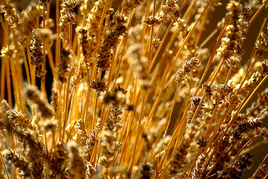 blur, plants, blurred, straw, close-up, focus, selective focus HD wallpaper