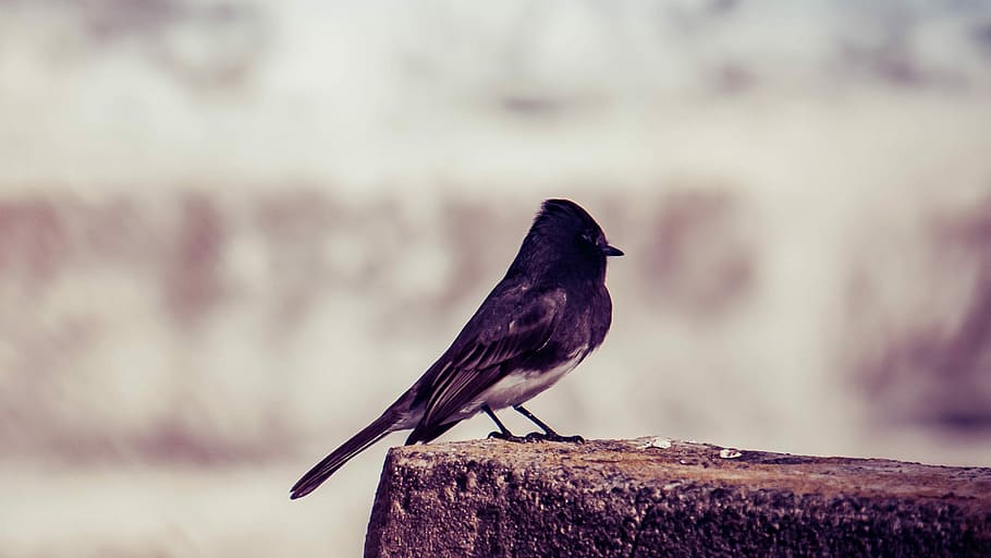 brown and white bird standing on brown surface, selective focus photography of black bird perched on brown stone HD wallpaper