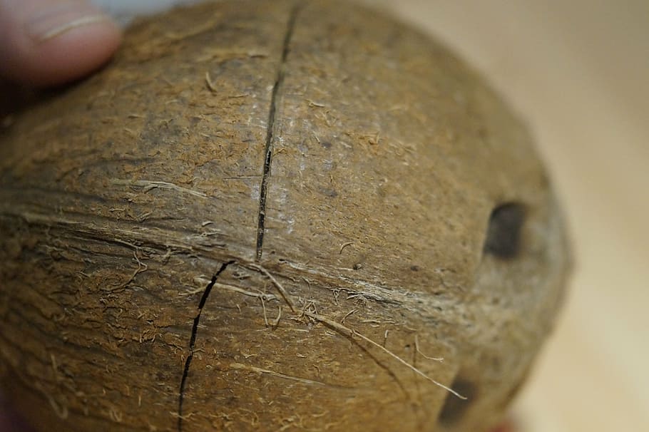 coconut, open coconut, hard, shell, to breaking point, close-up HD wallpaper