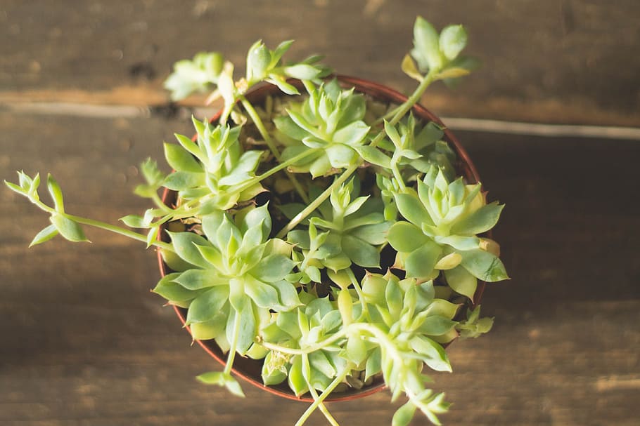 potted succulent plant on brown surface, selective focus photography of petaled flowers HD wallpaper