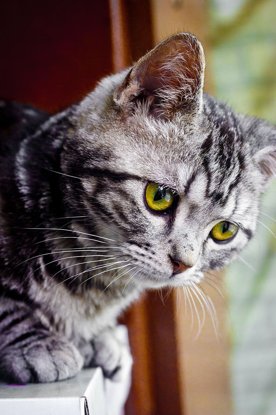 kitty, meng chong, cute, cat, feline, animal, mammal, animal themes HD wallpaper