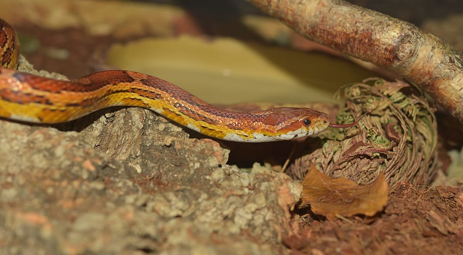 snake, natter, corn snake, reptile, scale, terraristik, creature HD wallpaper