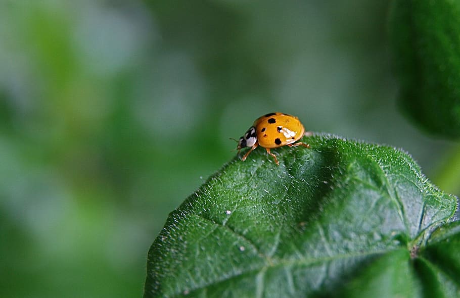 insect, ladybug, beetle, points, lucky charm, invertebrate HD wallpaper