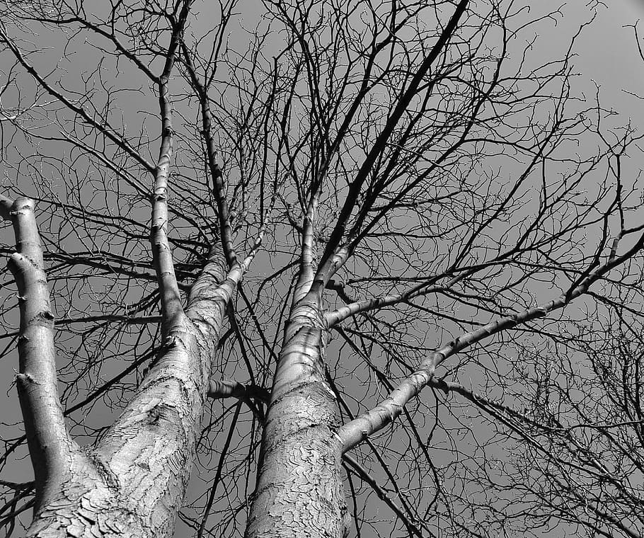 tree, bare tree, aesthetic, crown, branches, autumn, plant HD wallpaper