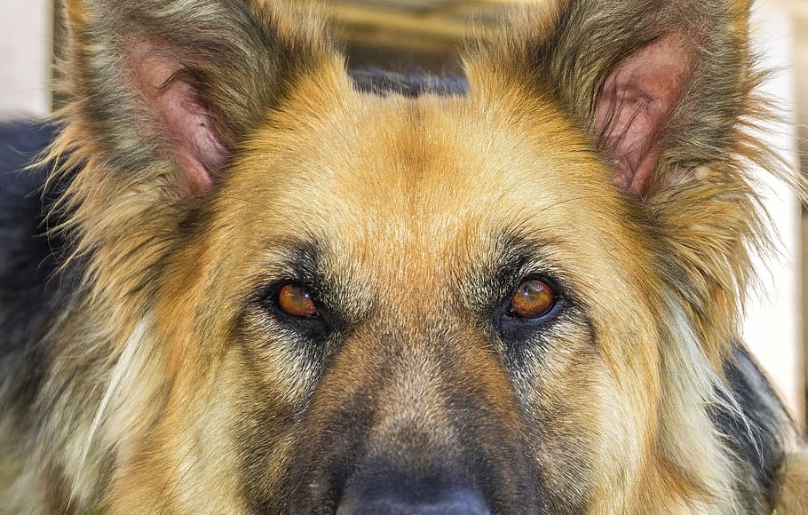 German Shepherd closeup photo, dog, dog wolf, look, stare, profile dog, HD wallpaper