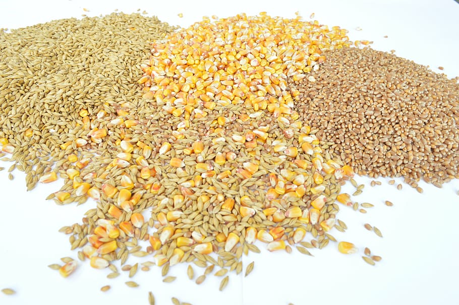 grains, wheat, barley, food and drink, wellbeing, white background HD wallpaper