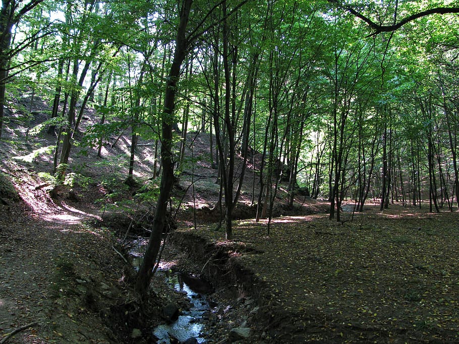 forest, wood, trees, brook, ecology, environment, landscape HD wallpaper