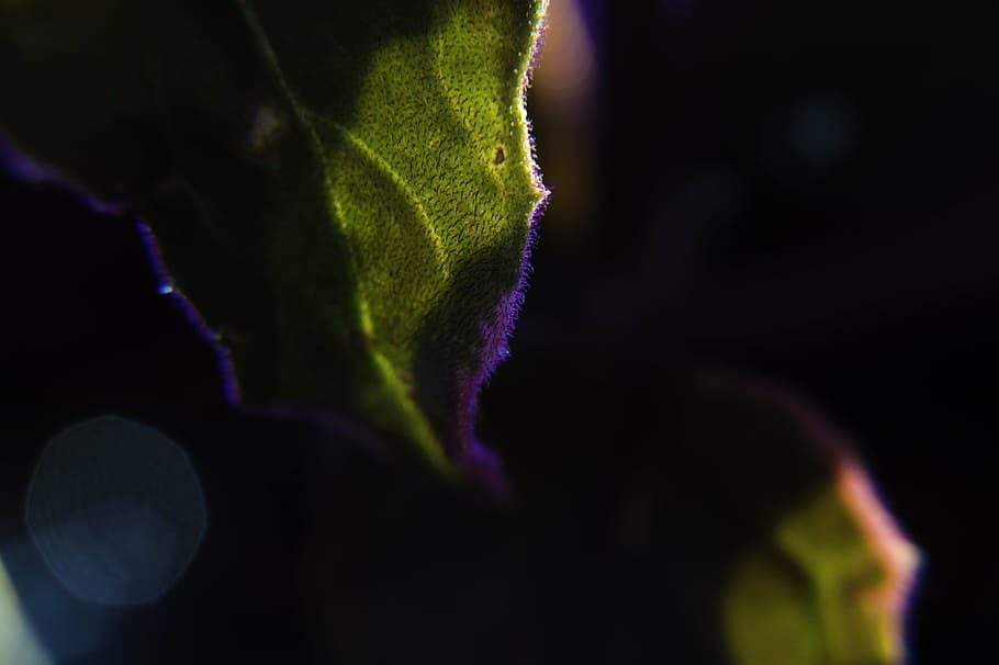 leaf, green, plant, botany, nature, foliage, close-up, purple HD wallpaper