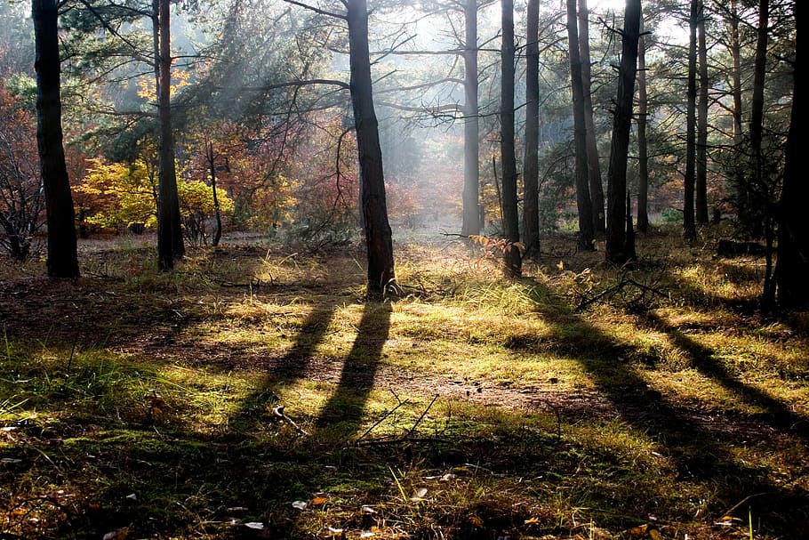 Autumn, Forest, Yellow, Light, Shadow, tree, woodland, nature HD wallpaper