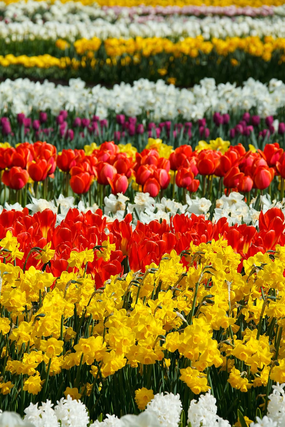 Beautiful, Flower, Bed, Bloom, Blossoms, color, colorful, flora HD wallpaper