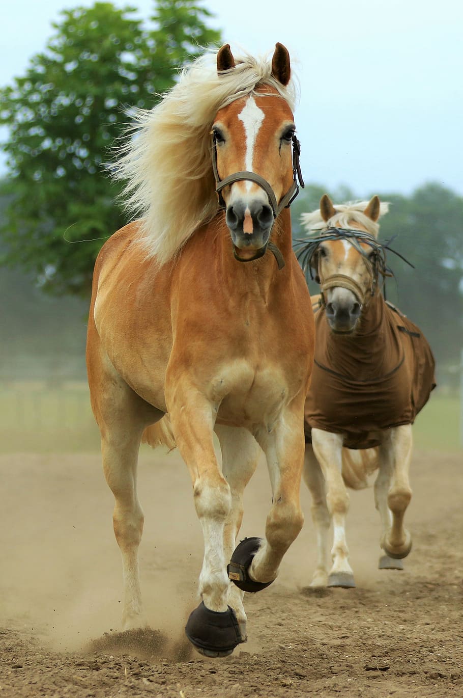 Horse breed 1080P, 2K, 4K, 5K HD wallpapers free download | Wallpaper Flare