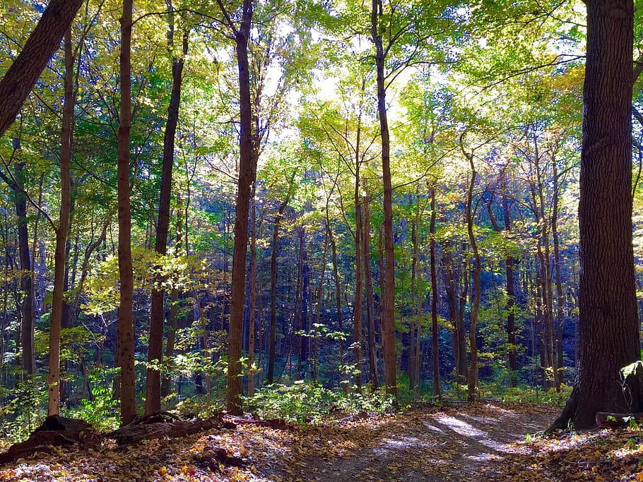 Forest, Trees, Nature, Sunlight, forest trees, outdoor, woodland HD wallpaper