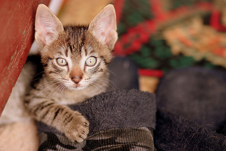 brown tabby kitten lying on black cloth, cat, play, slippers HD wallpaper