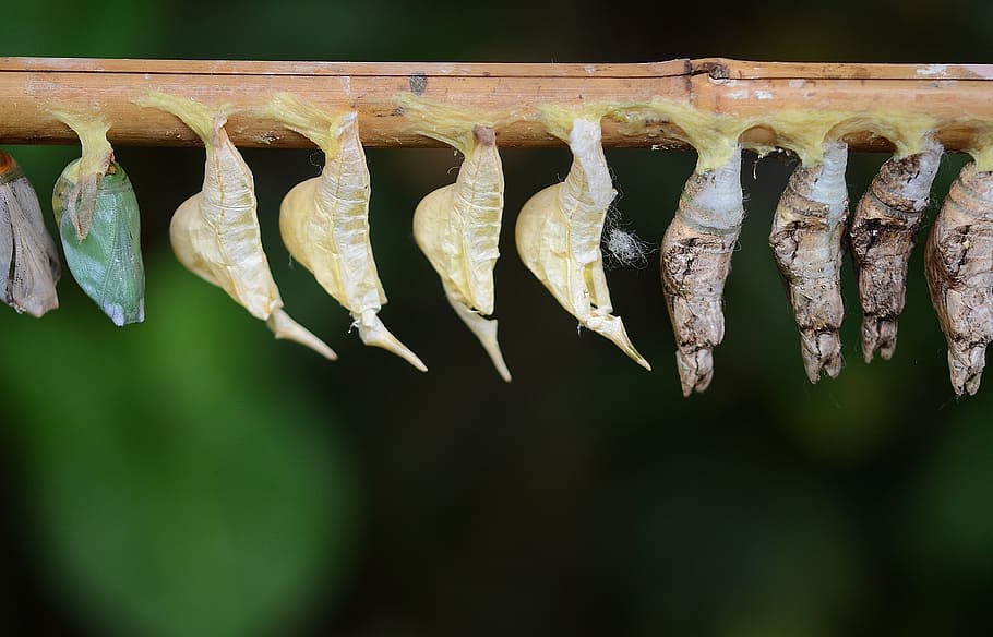Cocoons, White, Larva, larvae, insect larvae, macro, nature HD wallpaper
