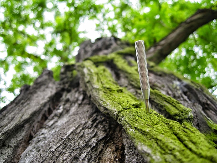 pin on bark, tree, still life, background, nature, macro, composition