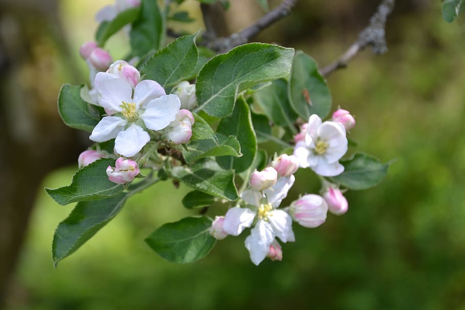 apple tree, apple blossom, spring, branch, bloom, apple tree flowers HD wallpaper