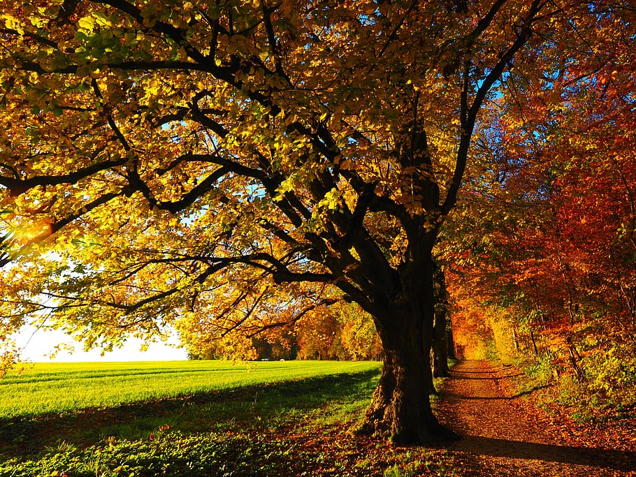 yellow leaf tree, avenue, back light, sun, field, away, sky HD wallpaper