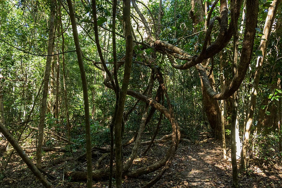 jungle, forest, path, australia, tree, plant, land, tree trunk HD wallpaper