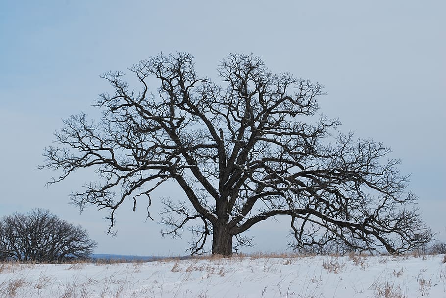 oak tree, winter, snow, silhouette, cold temperature, plant HD wallpaper