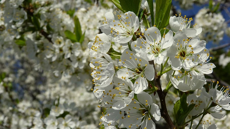 tree, white, flower, garden, nature, photography, flowers, plant HD wallpaper