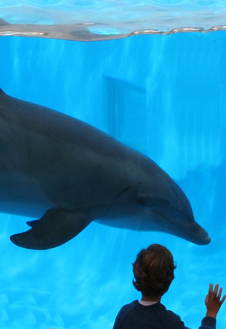 dolphin, dolphin and boy, friendship, aquarium, cetacea, marine mammals, HD wallpaper