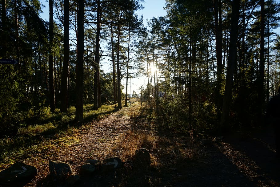 forest, tree, environmental, nature, light, solar, coniferous forest HD wallpaper