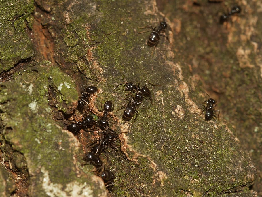 insect, ants, ant shiny, animal themes, animal wildlife, animals in the wild HD wallpaper