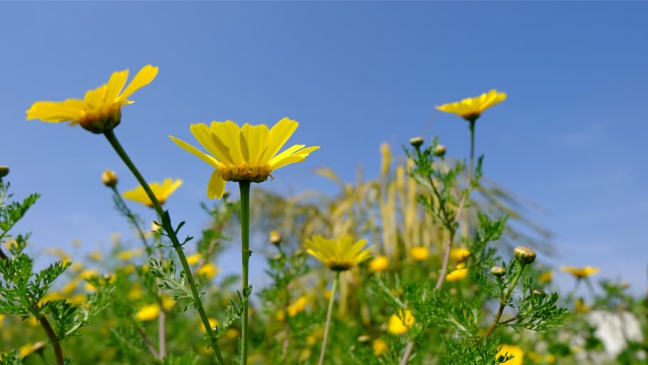 flowers, spring, daisies, field, nature, flowering plant, yellow HD wallpaper