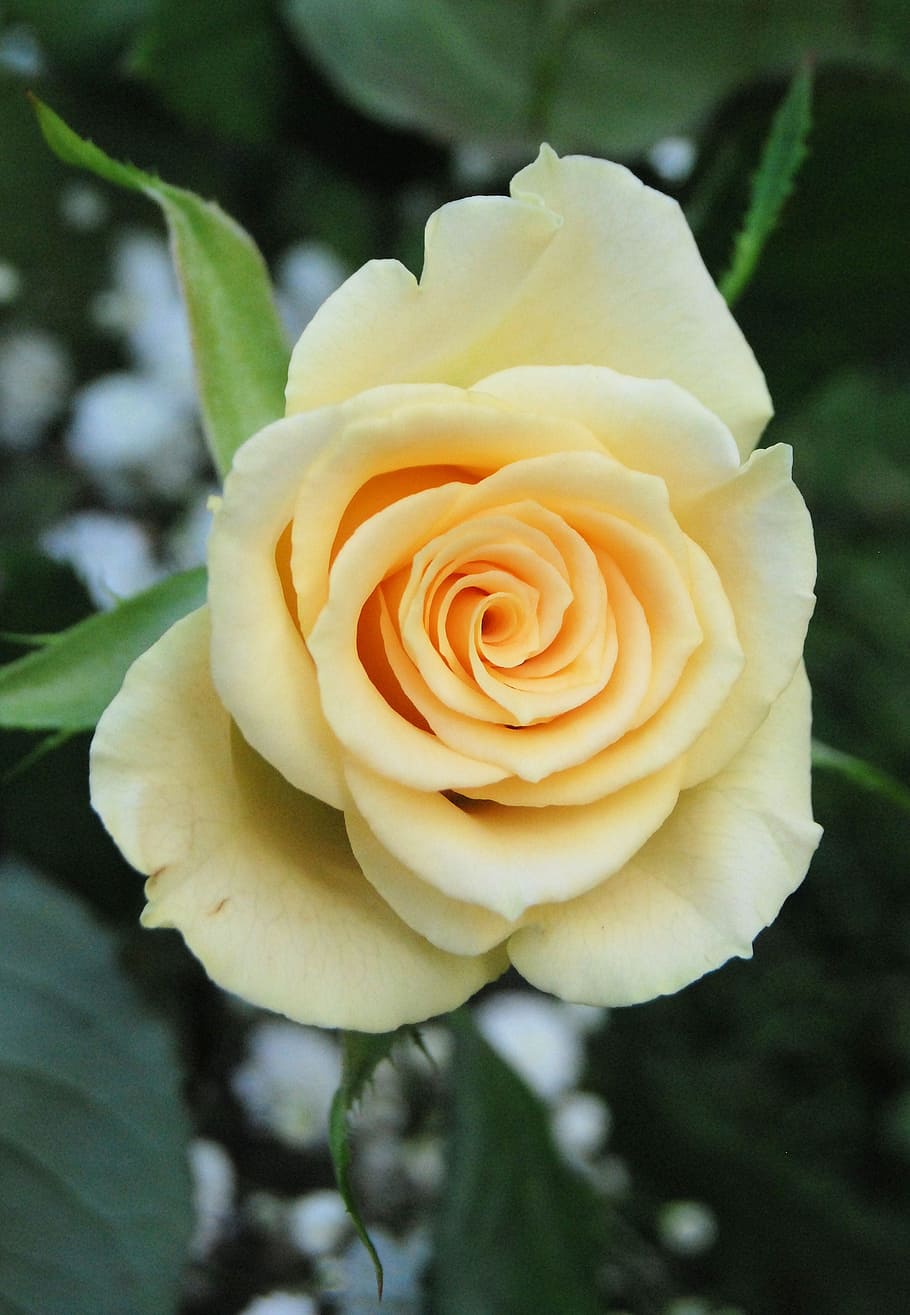 Bloom, Yellow, Romantic, Garden, rose, flower, floral, petals HD wallpaper