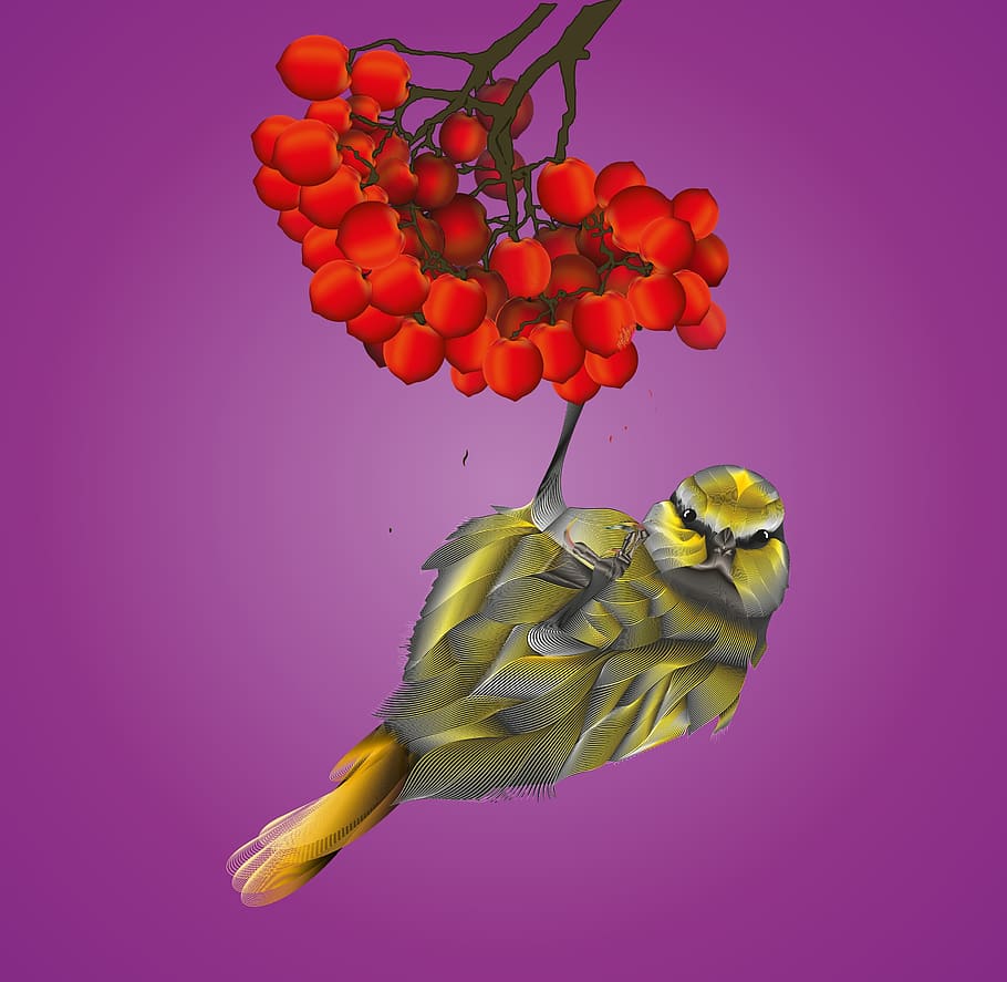 bird, drawing, blend tool, poster, image, colored background HD wallpaper