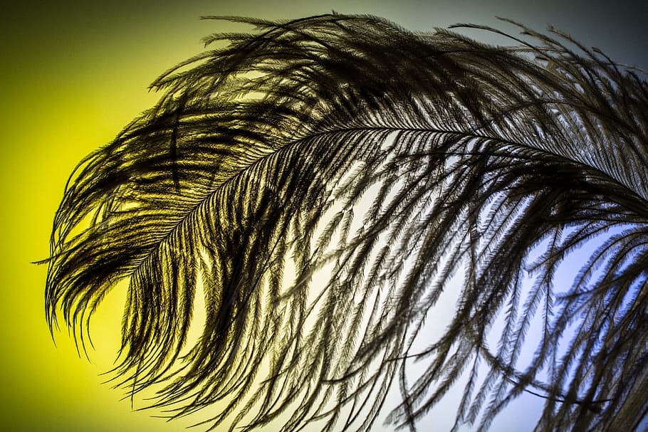 strauss spring, feather, ease, close, bird feather, spring dress HD wallpaper