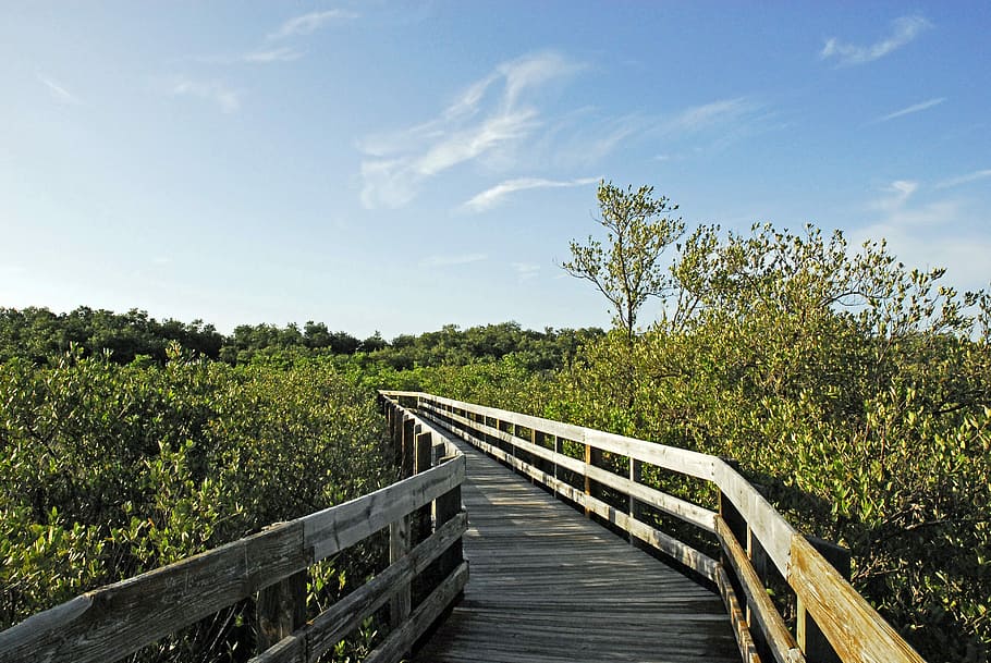 Beach, Pathway, Nature, cloud - sky, tree, rural scene, scenics HD wallpaper